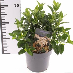 Viburnum tinus 35-40 CM C2