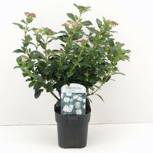 Viburnum tinus