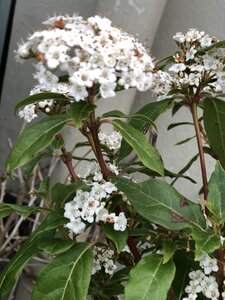 Viburnum tinus