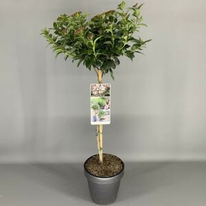 Viburnum Tinus C3 80cm