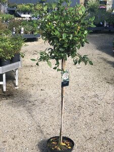 Viburnum tinus / 90 CM STEM 7.5 L