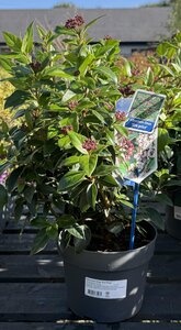 Viburnum tinus 'Eve Price' / 3 Ltr pot