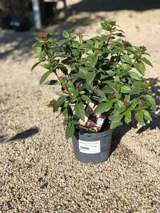 Viburnum tinus 'Eve Price' / 3 Ltr pot
