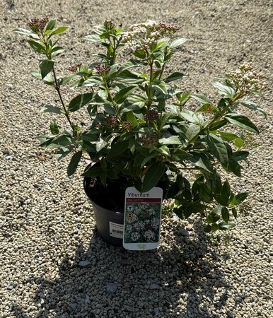 VIBURNUM tinus Eve Price 30-40cm