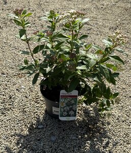 VIBURNUM tinus Eve Price 30-40cm