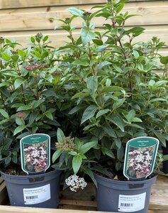 VIBURNUM tinus Eve Price 30-40cm