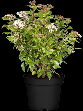 VIBURNUM TINUS EVE PRICE