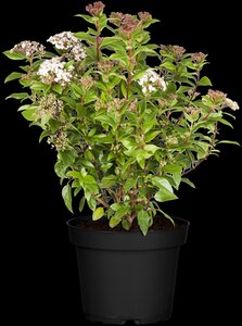 VIBURNUM TINUS EVE PRICE
