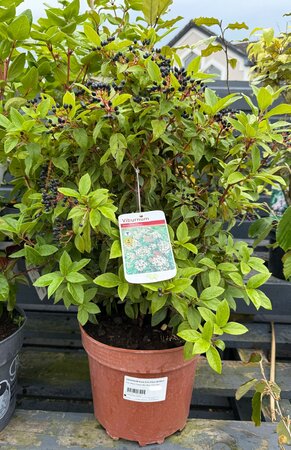 VIBURNUM tinus Eve Price 40-60cm