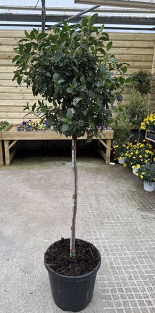 Viburnum Tinus Eve Price Stem (Stem 70cm )