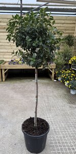 Viburnum Tinus Eve Price Stem (Stem 70cm )