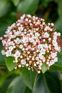 VIBURNUM tinus Lisa Rose
