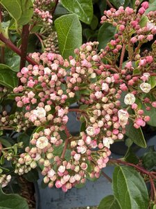 VIBURNUM tinus Lisa Rose