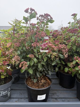 VIBURNUM tinus Lisa Rose - image 2