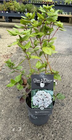 Viburnum tinus 'Rock & Rolla'®