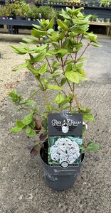 Viburnum tinus 'Rock & Rolla'®