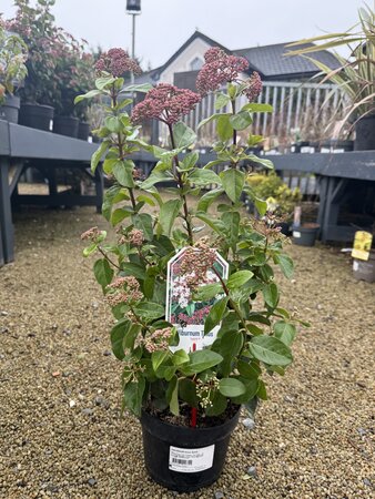 VIBURNUM tinus Spirit