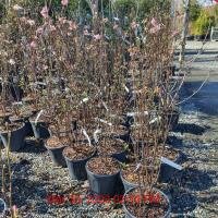 VIBURNUM x bodnantense Dawn 80-100cm