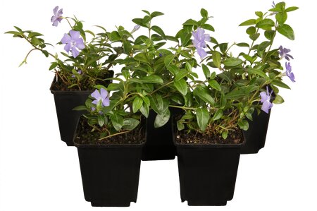 Vinca major 6-pack