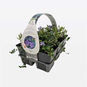 Vinca minor  6-pack