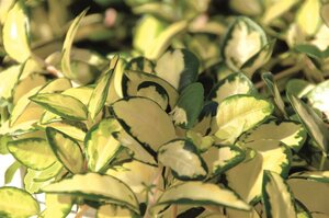 VINCA minor Illumination