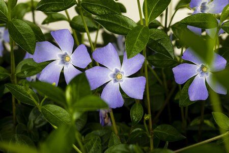 VINCA MINOR IN VARIETIES