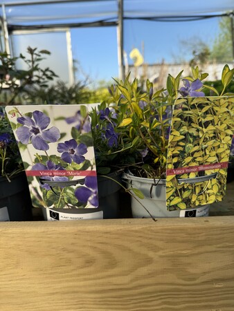 VINCA MINOR IN VARIETIES