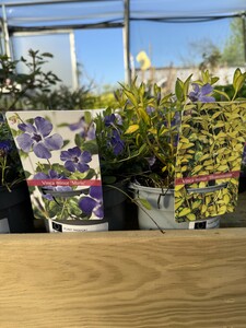 VINCA MINOR IN VARIETIES