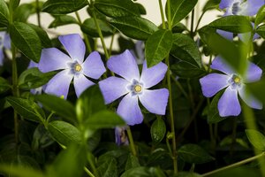 VINCA MINOR IN VARIETIES (NL)