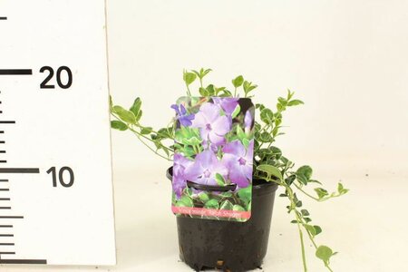 VINCA MINOR RALPH SHUGERT - image 1