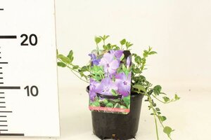 VINCA MINOR RALPH SHUGERT - image 2