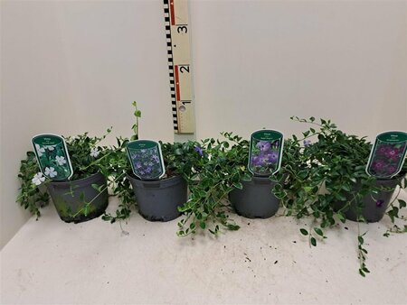 Vinca mix 2 Ltr pot