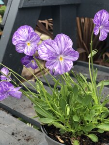 VIOLA Columbine