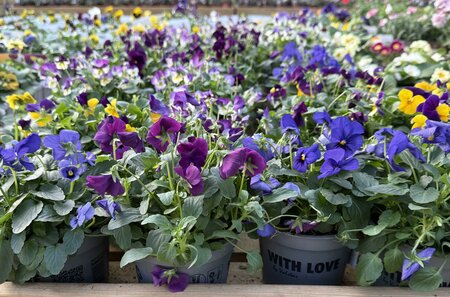 Viola cornuta 'Festival' P12