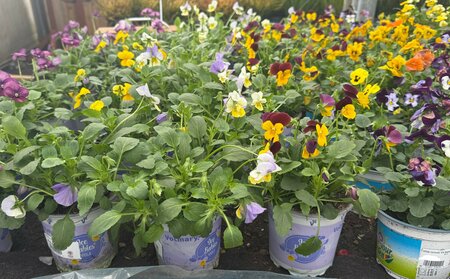 Viola cornuta 'Ice Babies'