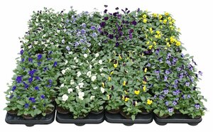 Viola cornuta mix