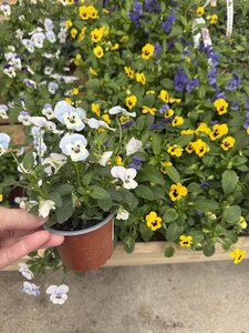 Viola cornuta mix P9