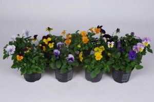 Viola c.mixed