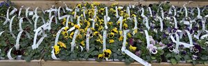 Viola (F1) mix 10-pack
