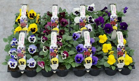 Viola (F1) mix pack