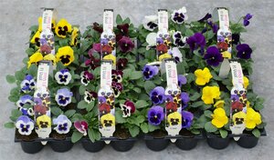 Viola (F1) mix pack