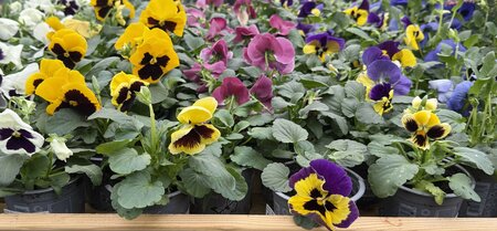 Pansy  mix  P9