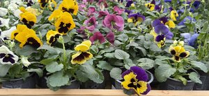 Pansy  mix  P9