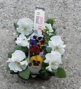 Viola (F1) mix 6-pack