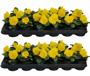 Pansy (F1) yellow P9