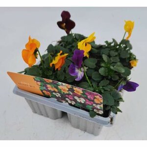 Viola Mix Cellpak