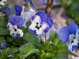 Viola Sorbet Delft Blue Cellpak