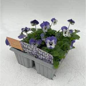 Viola Delft Blue Cellpak