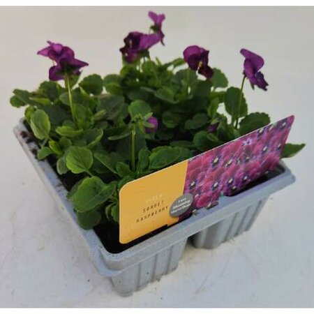 Viola Raspberry Cellpak