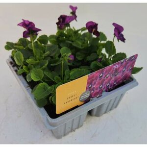 Viola Raspberry Cellpak